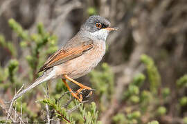 Spectacled Warbler