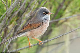 Spectacled Warbler