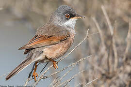 Spectacled Warbler