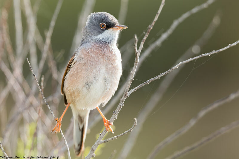 Spectacled Warbler