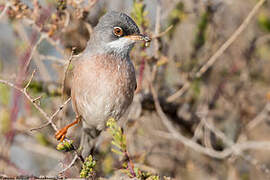 Spectacled Warbler