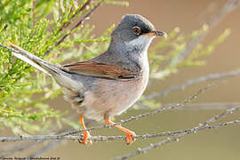 Spectacled Warbler