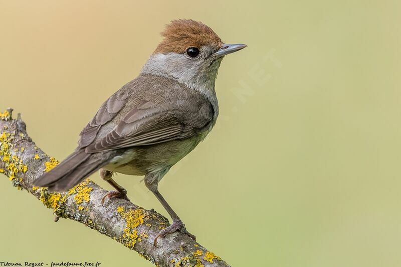 Eurasian Blackcap