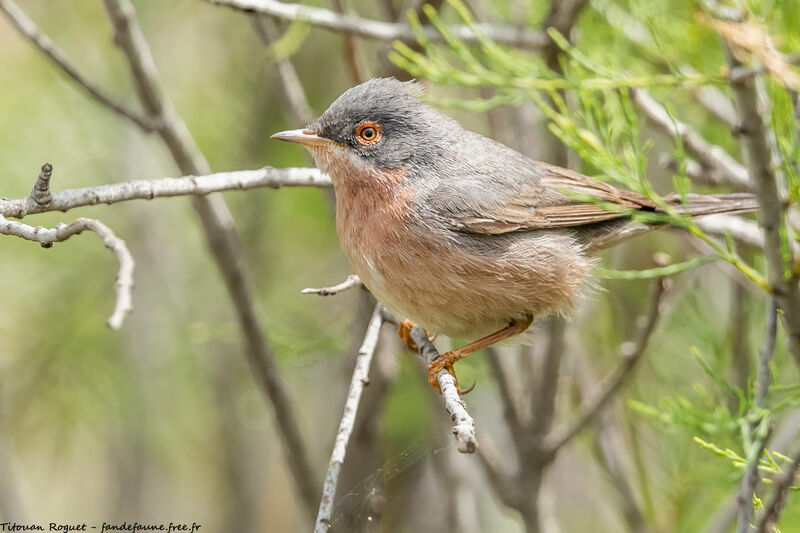 Moltoni's Warbler