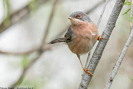 Moltoni's Warbler