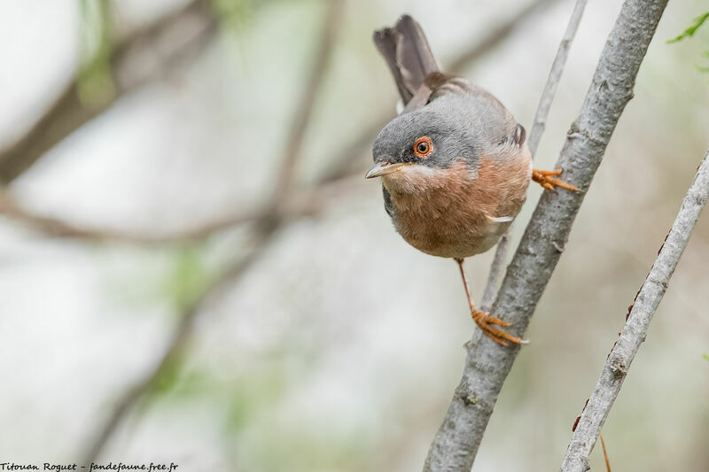 Moltoni's Warbler