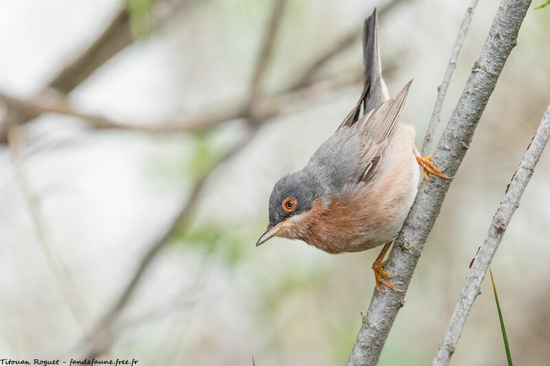 Moltoni's Warbler