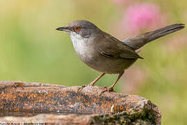 Sardinian Warbler