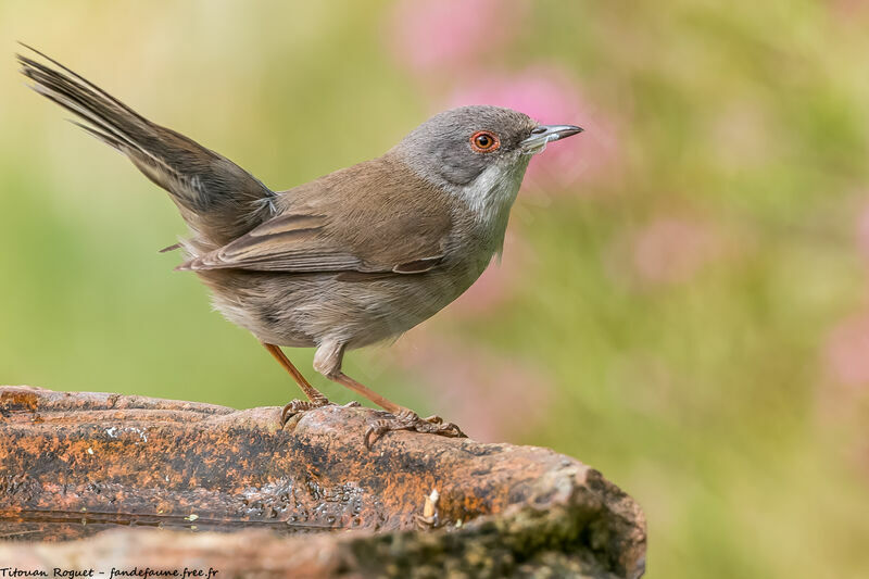 Sardinian Warbler