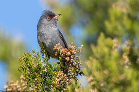 Marmora's Warbler