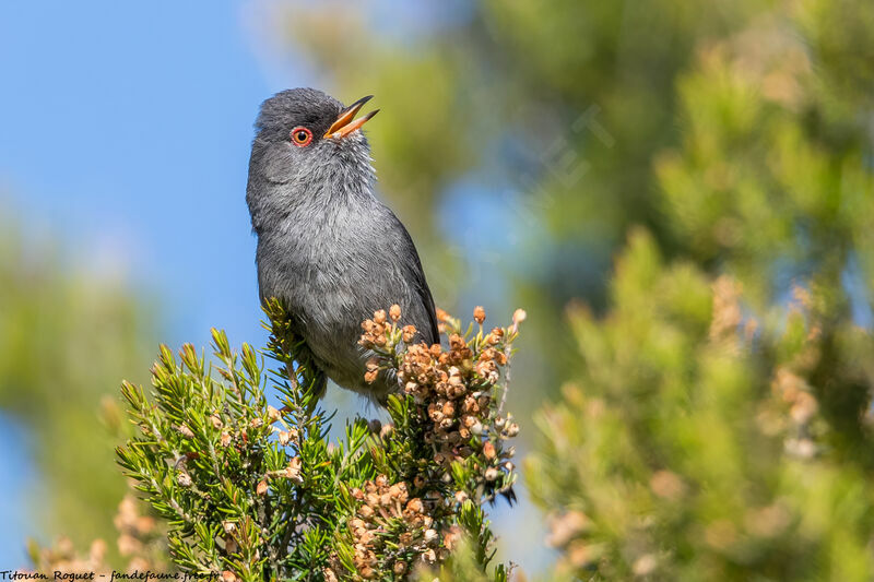 Marmora's Warbler