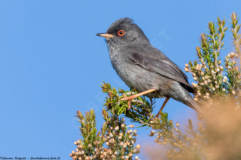 Marmora's Warbler