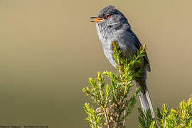 Marmora's Warbler