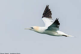 Northern Gannet