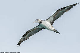 Northern Gannet