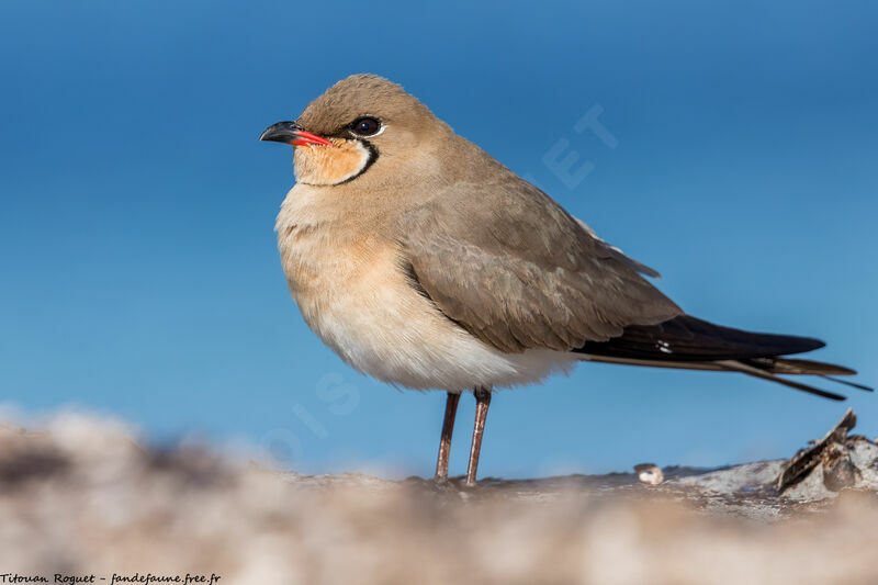 Collared Pratincole