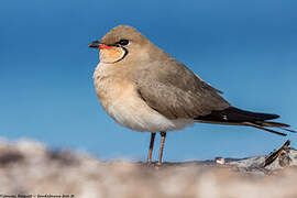 Collared Pratincole