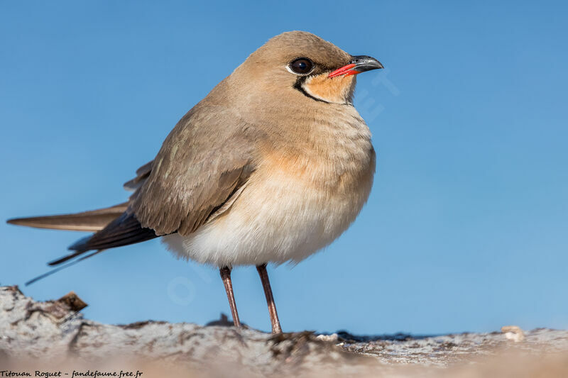 Collared Pratincole