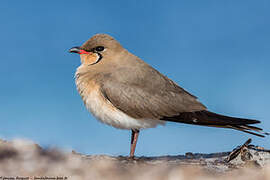 Collared Pratincole