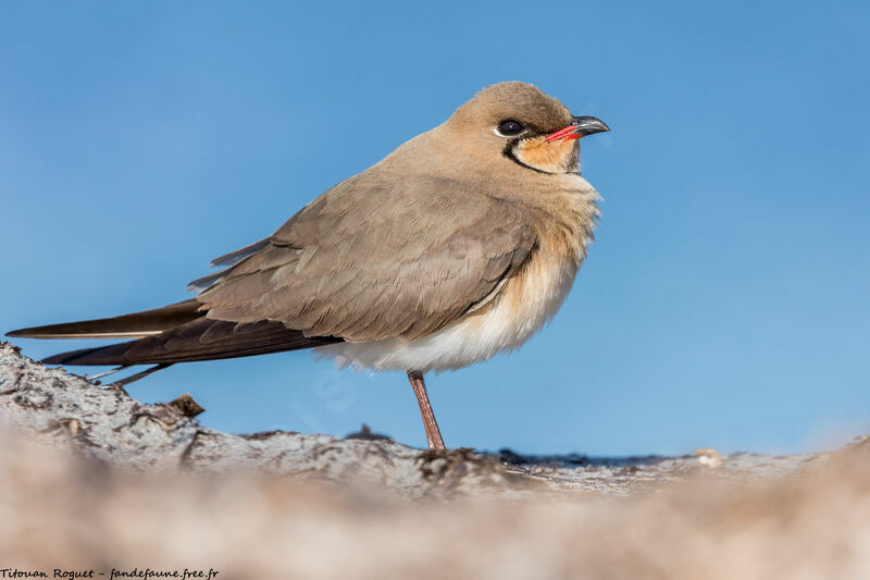 Collared Pratincole