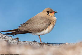 Collared Pratincole