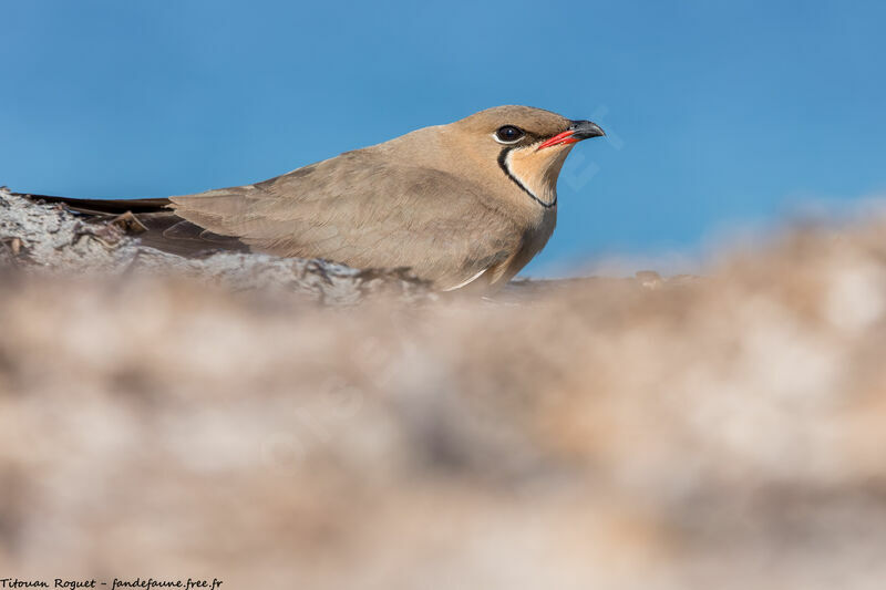 Collared Pratincole