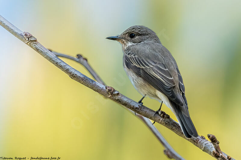 Mediterranean Flycatcher