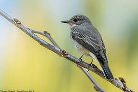 Mediterranean Flycatcher