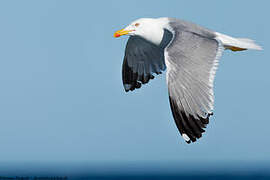 Yellow-legged Gull