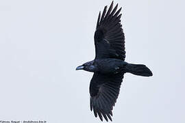 Northern Raven