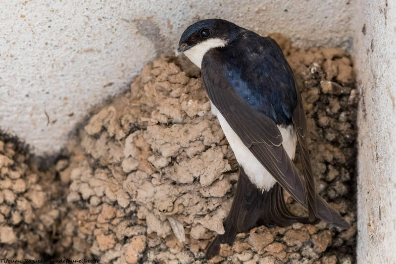 Western House Martin