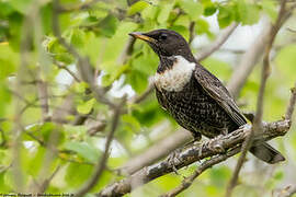 Ring Ouzel