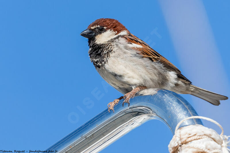 Italian Sparrow