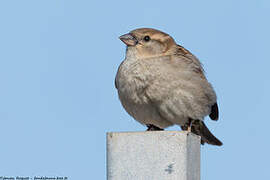 Italian Sparrow