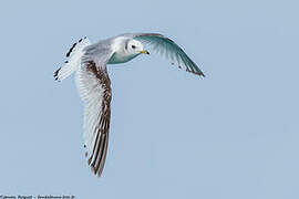 Black-legged Kittiwake