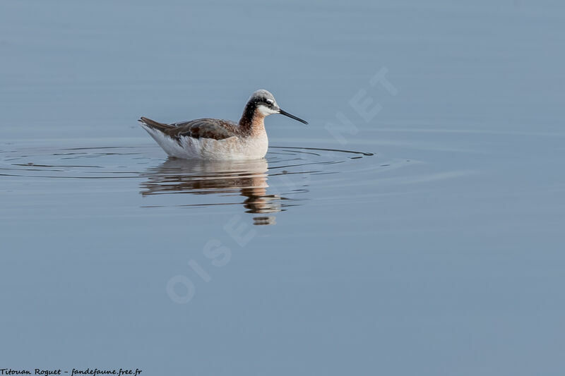 Wilson's Phalarope