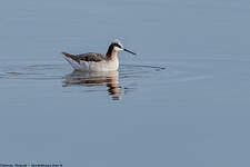 Phalarope de Wilson