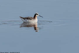 Phalarope de Wilson