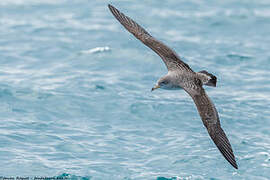 Scopoli's Shearwater