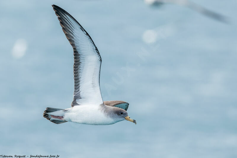 Scopoli's Shearwater