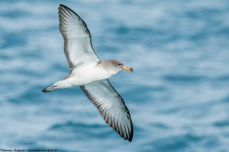 Scopoli's Shearwater