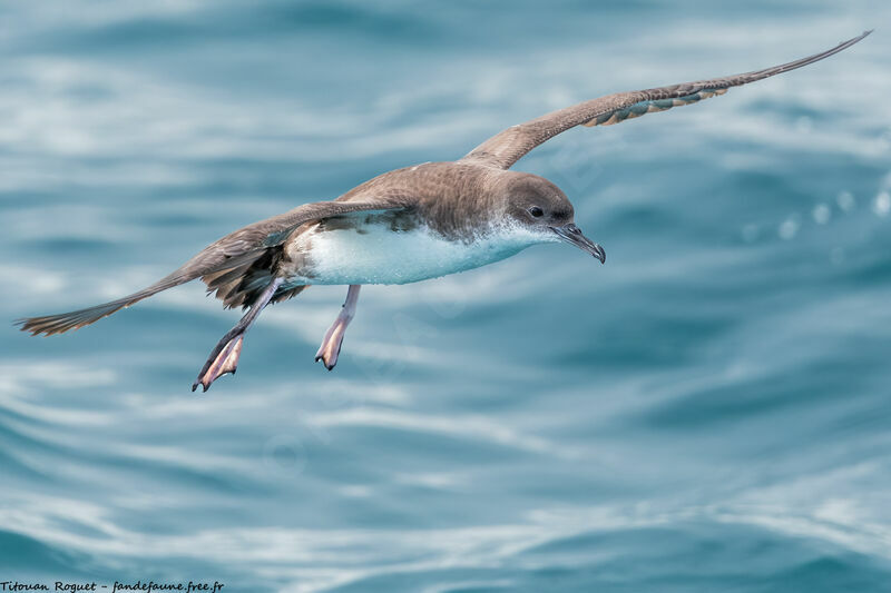 Puffin yelkouan