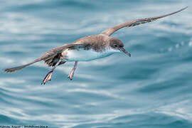 Yelkouan Shearwater