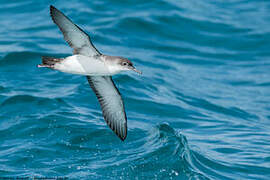 Yelkouan Shearwater