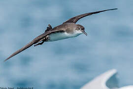 Yelkouan Shearwater