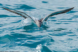 Yelkouan Shearwater