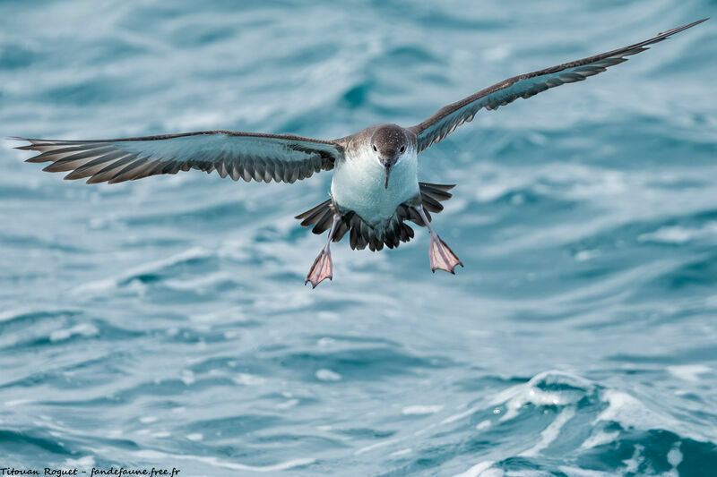 Yelkouan Shearwater