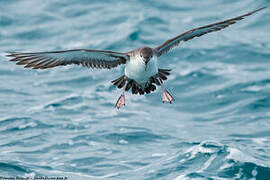 Yelkouan Shearwater