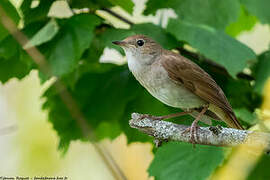 Common Nightingale