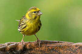 European Serin